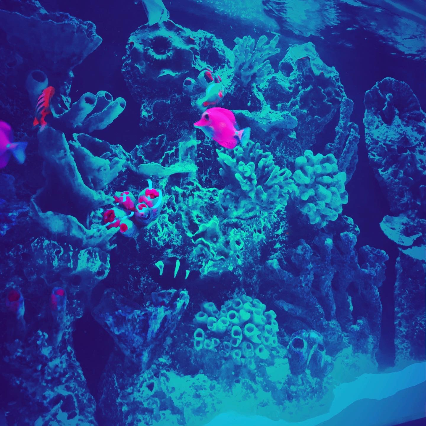 Closeup of fish aquarium, including coral plants