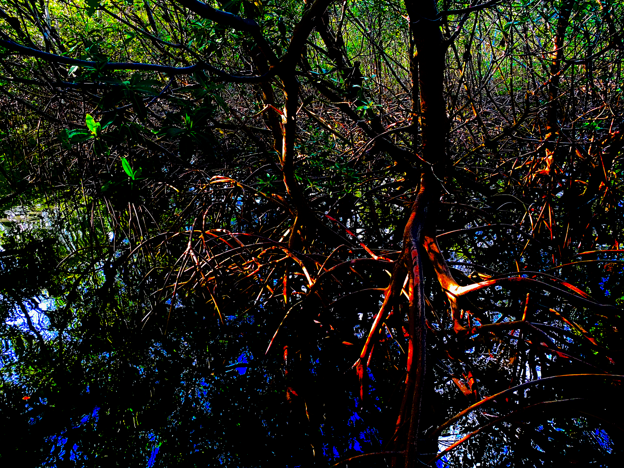 Exposed roots of a mangrove wetland in South Florida. Green, red, and blue colors have been enhanced.